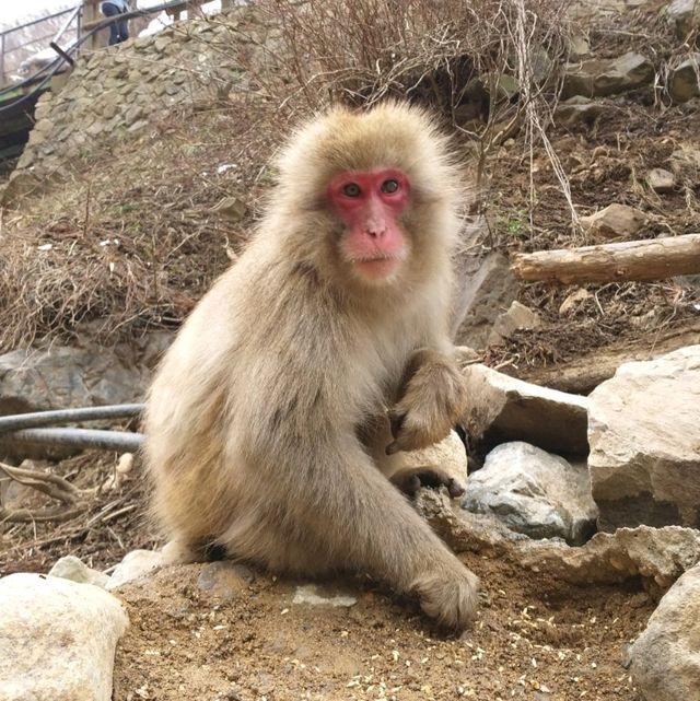 Snow Monkey Encounter at Jigokudani Yaen Koen