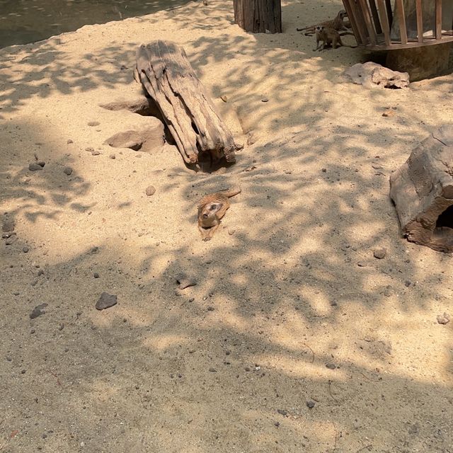 泰國曼谷野生動物園