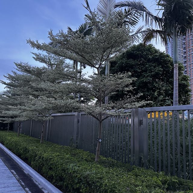 將軍澳南的美景