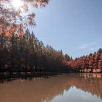 Metasequoia-gil is a place to go in Autumn 