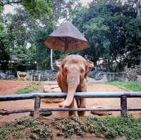วัดกู่ดินขาว  สวนสัตว์เชียงใหม่