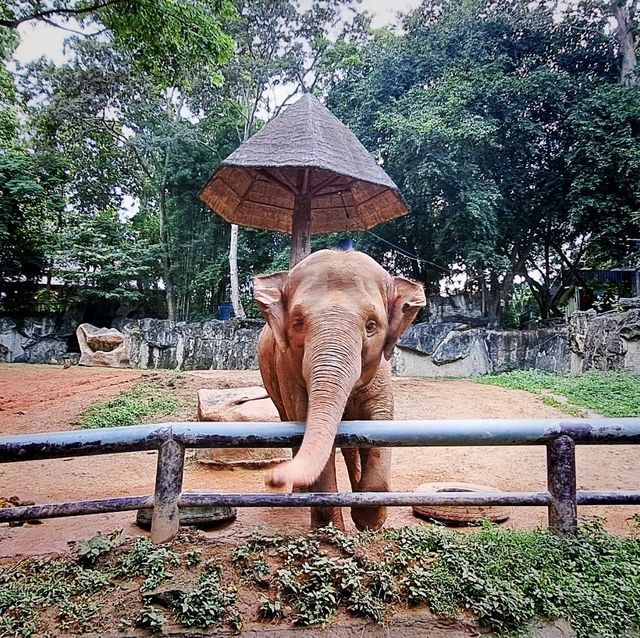 วัดกู่ดินขาว  สวนสัตว์เชียงใหม่