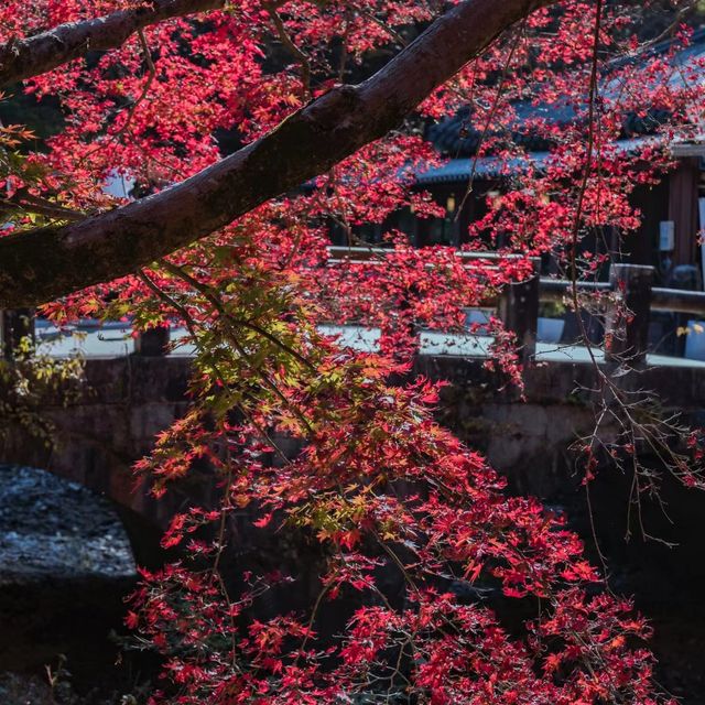 男鹿國定公園 🍁🌲迷人秋色🍂🏞️