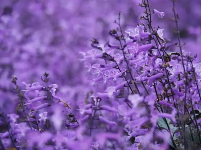 Lavender Garden