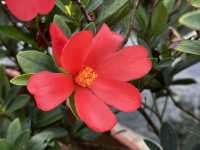 本地遊 | 香港濕地公園 | 季節限定橙紅色落羽松