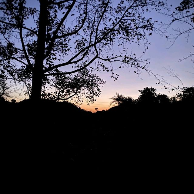 夜行俠之元朗大棠楓葉林 夜行俠之元朗大棠楓葉林