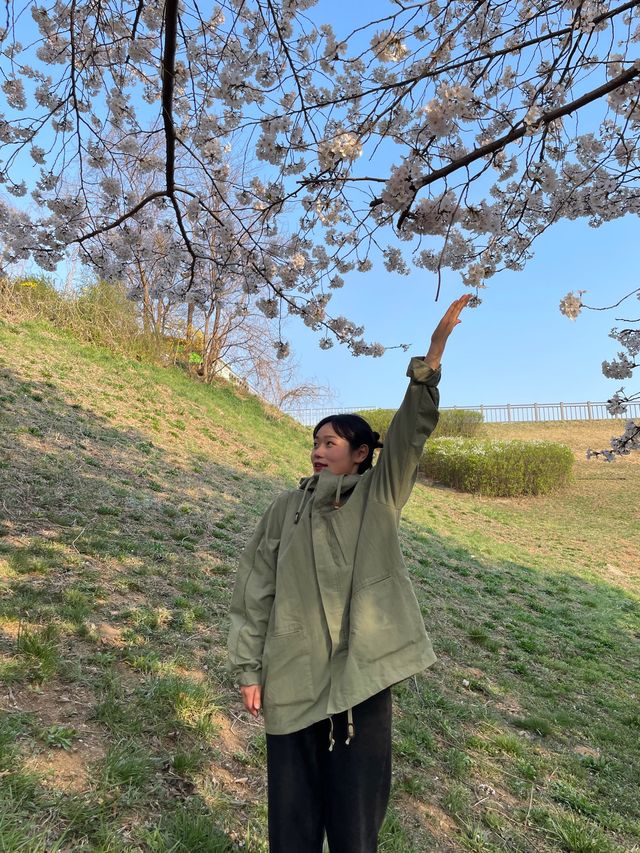 의왕 벚꽃 명소 백운호수