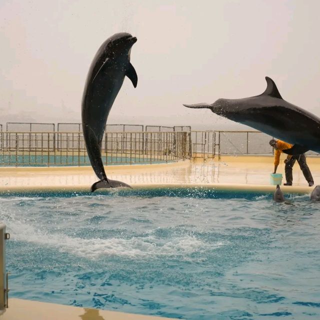 Marine World: Dazzling Dolphin & Sea Lion Spectacle