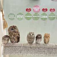 Make friends with an owl in this cafe!
