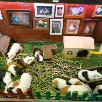 Fun Day in Borneo Happy Farm