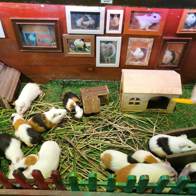 Fun Day in Borneo Happy Farm