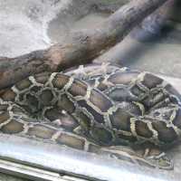 Wildlife of Saigon Zoo and Botanical Garden
