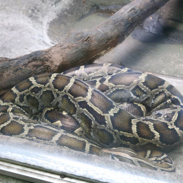 Wildlife of Saigon Zoo and Botanical Garden