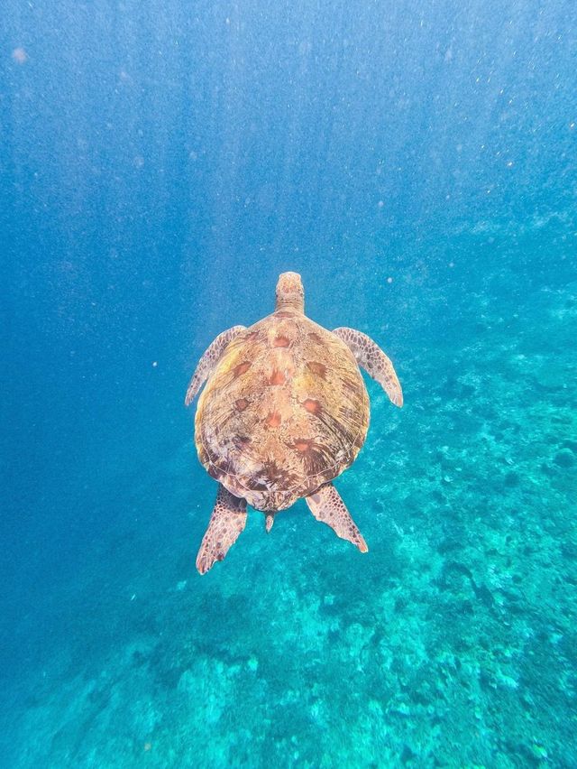 거북이와 함께 수영을 할 수 있다고?!🐢