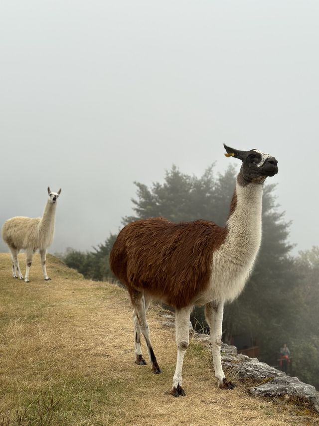 세계 7대 불가사의 마추픽추🏔️🏞️