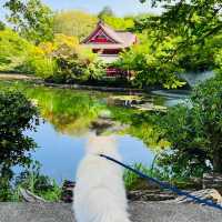 Inokashira park 