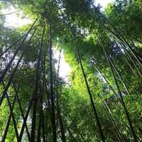 祕境溪流古道 ~ 狗慇勤古道