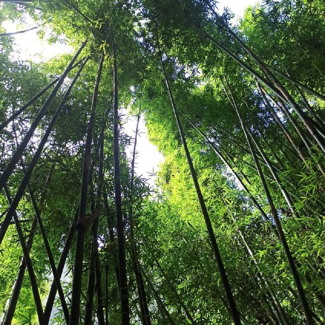祕境溪流古道 ~ 狗慇勤古道