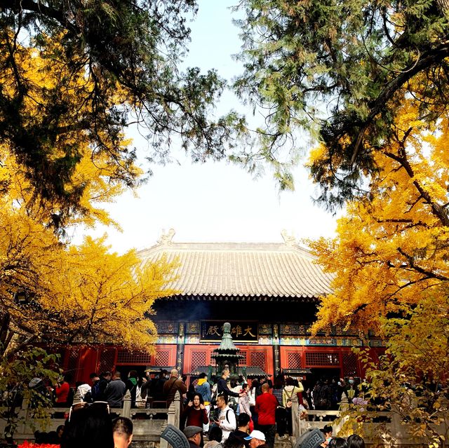 Gingko leaves 🍂 in Beijing 