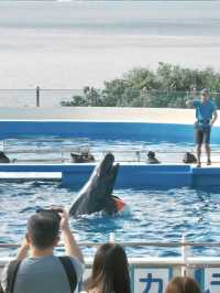 日本｜第一次來沖繩必到訪的美麗海水族館🪸