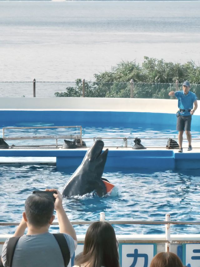 日本｜第一次來沖繩必到訪的美麗海水族館🪸