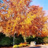 Colorful autumn at Deer Lake Park 