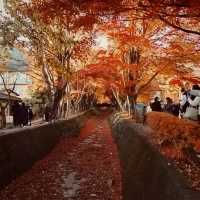 2023河口湖紅葉一個人旅行
