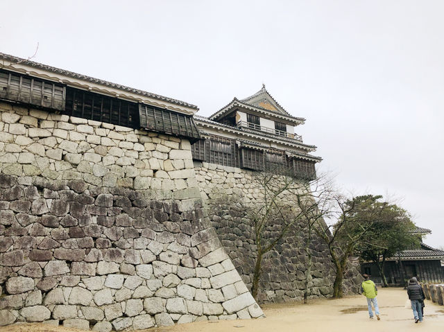 🏯四國愛媛松山城：江戶歷史、花海襯古城🏯