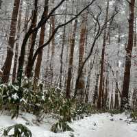 제주 🗻한라산🗻관음사(삼각봉) 등산(왕복6시간)