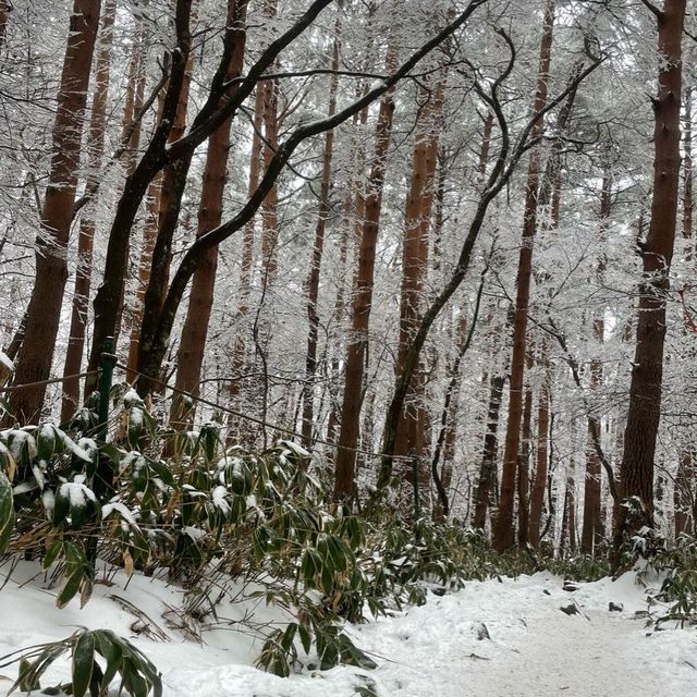 제주 🗻한라산🗻관음사(삼각봉) 등산(왕복6시간)