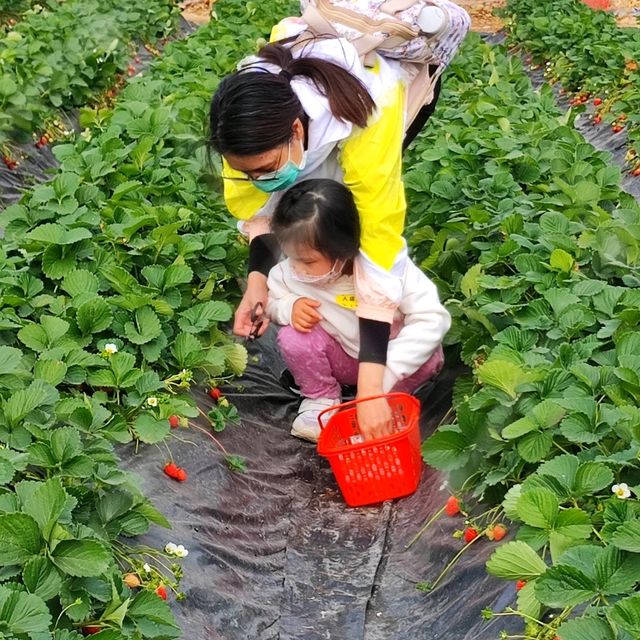 開心花園農莊，小朋友玩得開心，大朋友陪玩都開心