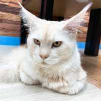 🐱葵芳1500呎貓貓共享空間