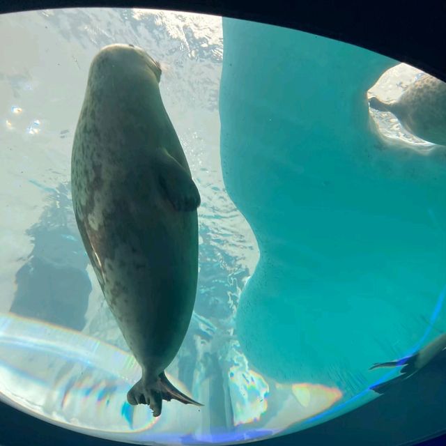 海遊館　「北極圏」来場者を覗きにくるワモンアザラシ