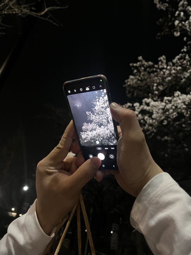 부천 사람들의 숨겨진 벚꽃 명소 역곡 수주로에 벚꽃 막차🫶