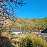 늦었다고 생각 할 때 가야하는 겹벚꽃 성지🌸🌸  [천안 각원사]