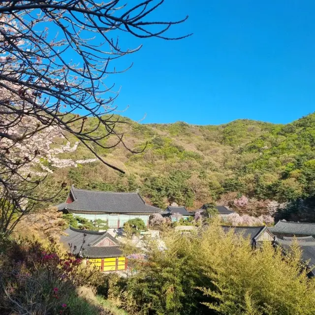 늦었다고 생각 할 때 가야하는 겹벚꽃 성지🌸🌸  [천안 각원사]