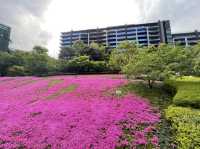 東京まだまだ桜満喫できるシバザクラ