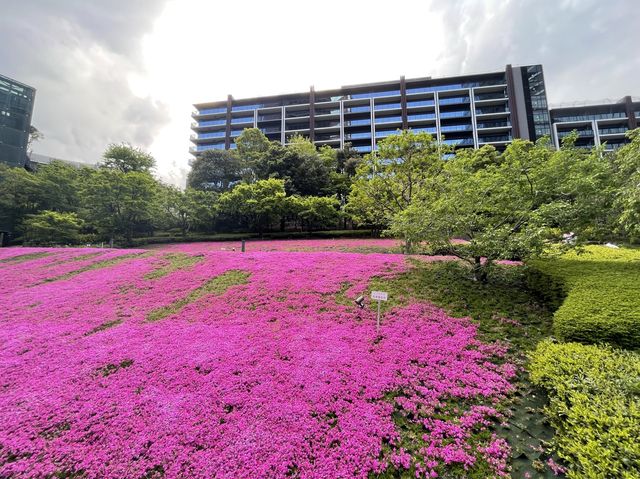 東京まだまだ桜満喫できるシバザクラ