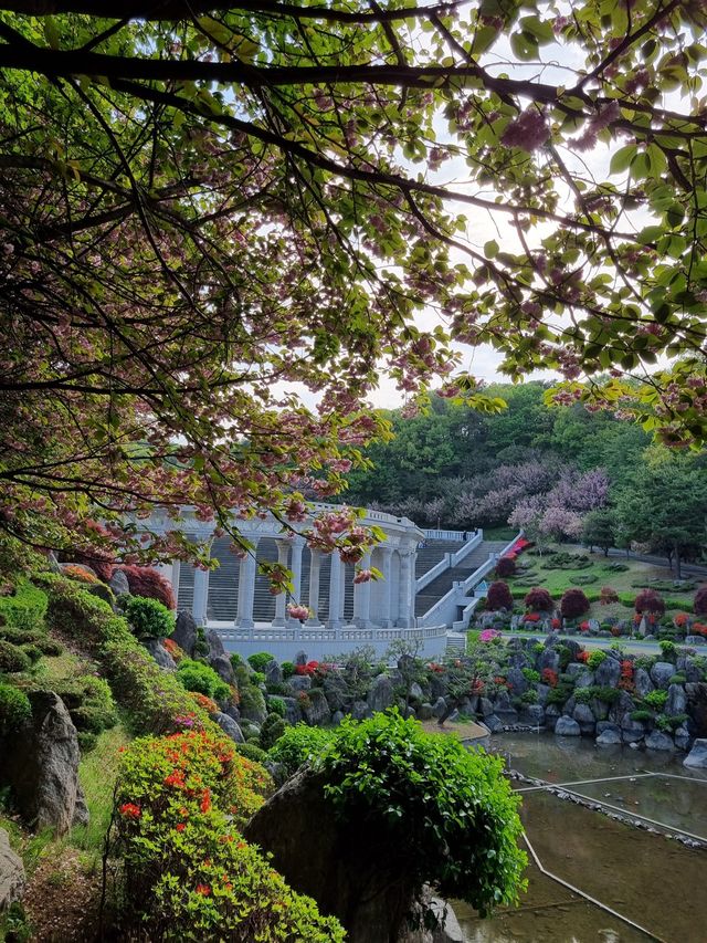 경희대학교에서 겹벚꽃구경 어때요👀🌸