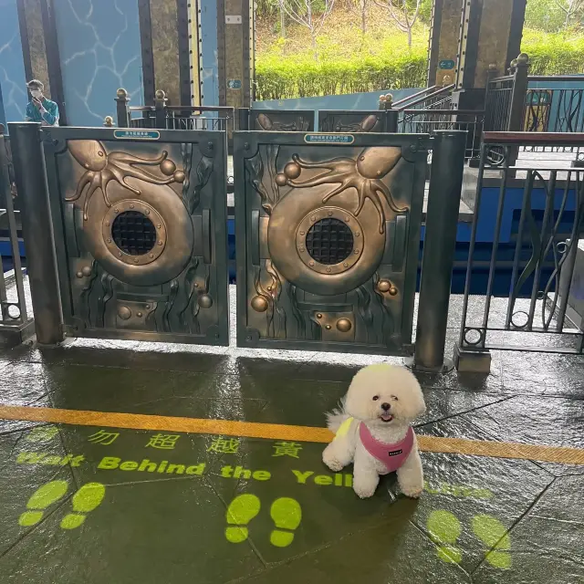 Dog Friendly Ocean Park