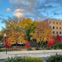 Autumn's Golden Embrace: Canberra's Enchantment