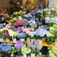 ALL-IN-ONE things you can find in this street