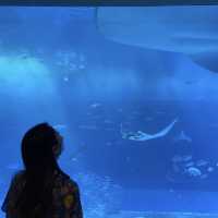 📍美ら海水族館/沖縄