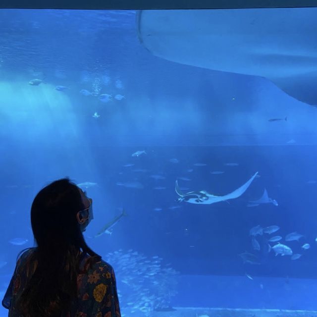 📍美ら海水族館/沖縄