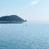 『 🐈藍　相島（あいのしま）🚢  』IN福岡県
