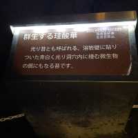 富岳風穴 WIND CAVE