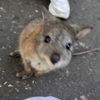 시드니 야생동물원 추천 Featherdale Sydney Wildlife Park