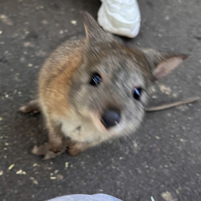 시드니 야생동물원 추천 Featherdale Sydney Wildlife Park