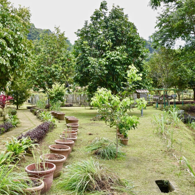 Exploring Penang's Fruit Wonderland!