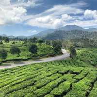 A beautiful tea garden 🪴 in Bandung 🍀